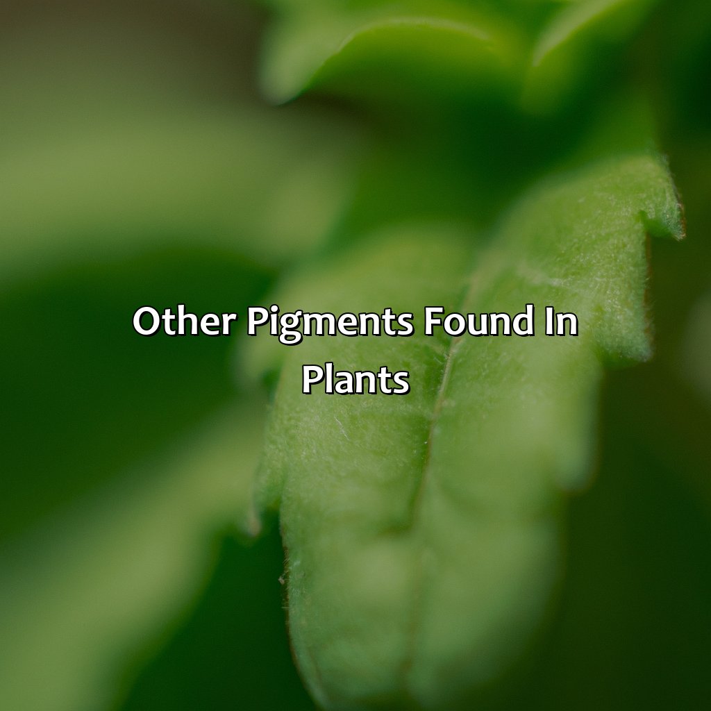Other Pigments Found In Plants  - What Gives Plants Their Green Color, 