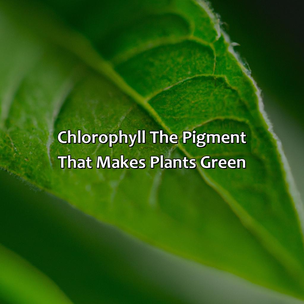 Chlorophyll: The Pigment That Makes Plants Green  - What Gives Plants Their Green Color, 