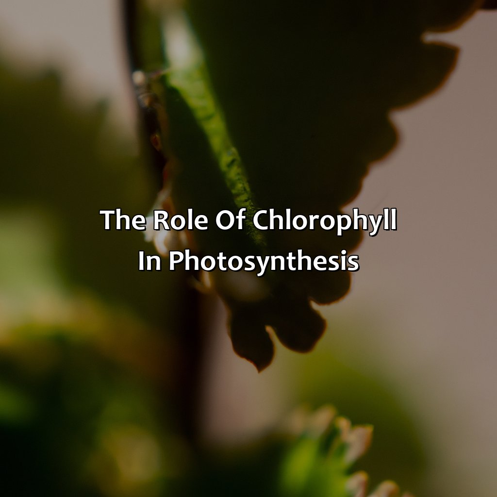 The Role Of Chlorophyll In Photosynthesis  - What Gives Plants Their Green Color, 