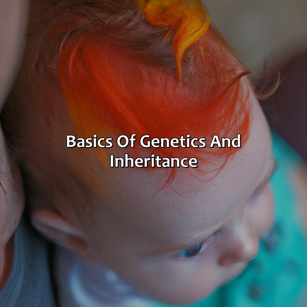 Basics Of Genetics And Inheritance  - What Hair Color Will My Baby Have, 