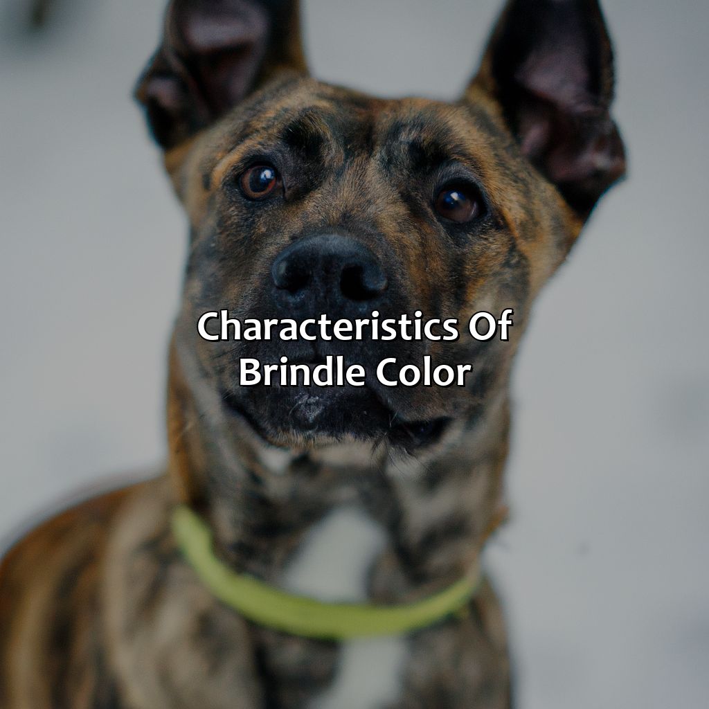 Characteristics Of Brindle Color  - What Is Brindle Color, 