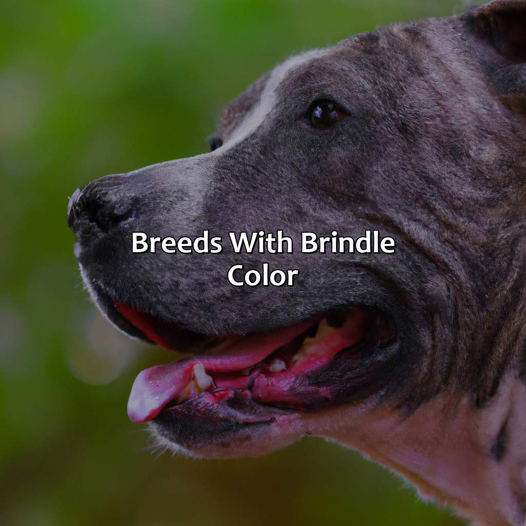 Breeds With Brindle Color  - What Is Brindle Color, 