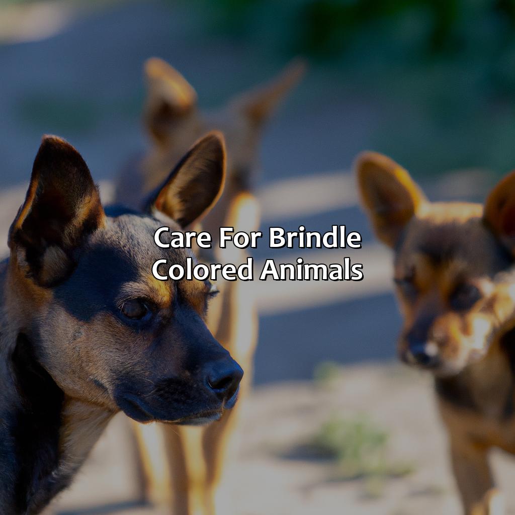 Care For Brindle Colored Animals  - What Is Brindle Color, 