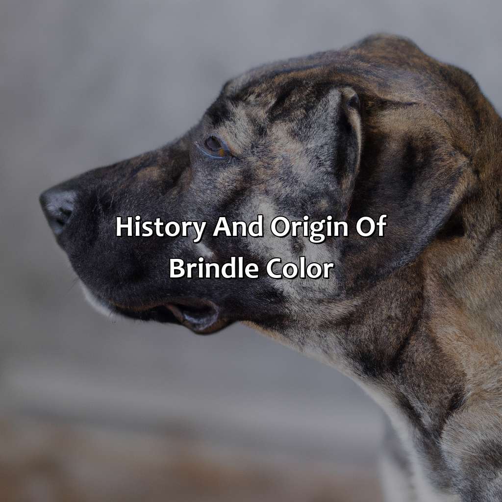 History And Origin Of Brindle Color  - What Is Brindle Color, 