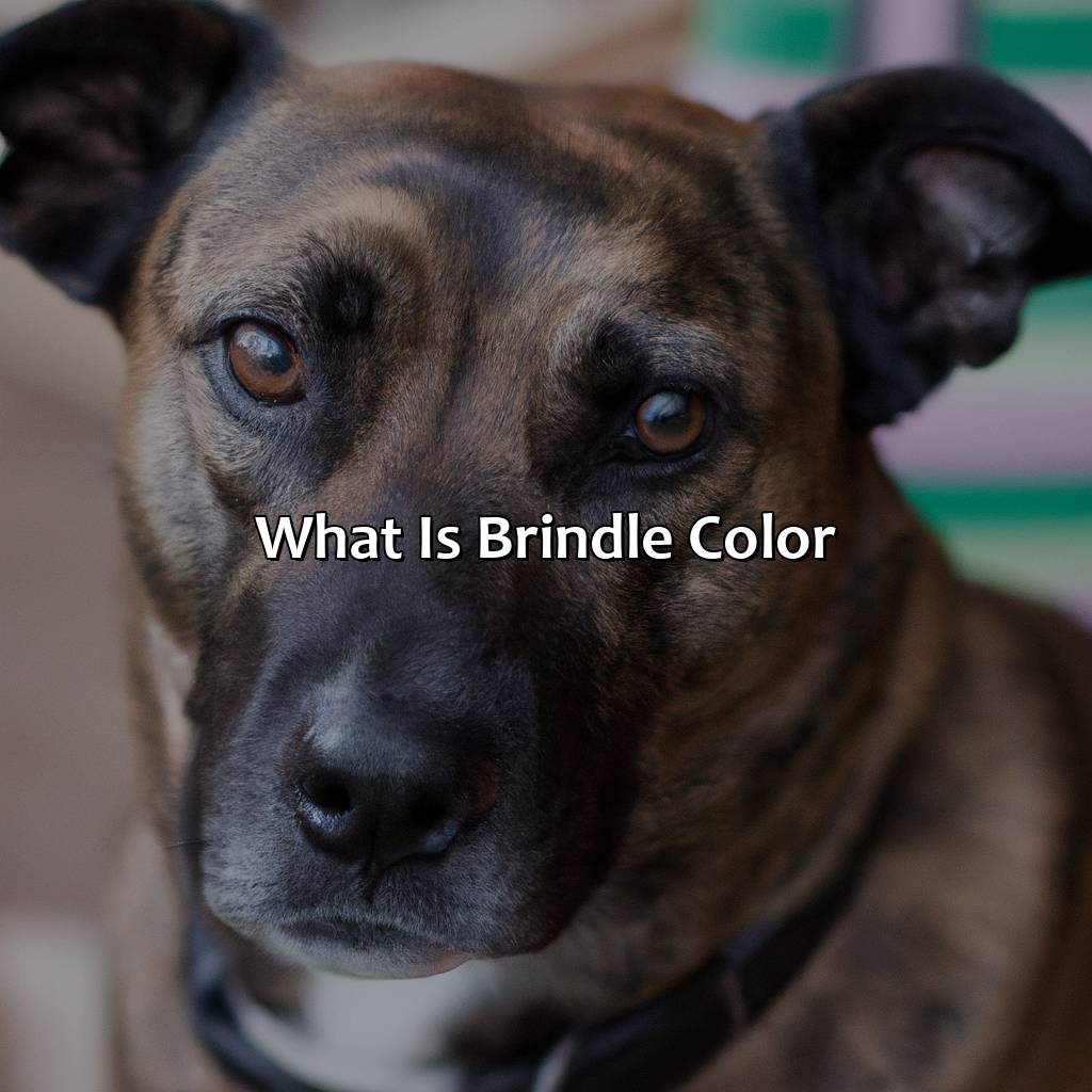 What Is Brindle Color?  - What Is Brindle Color, 