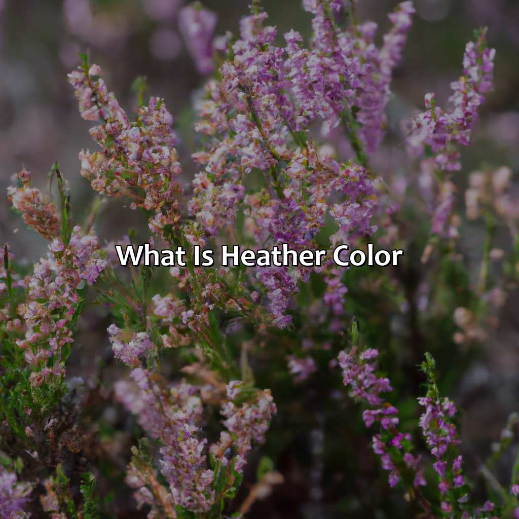 What Is Heather Color - colorscombo.com