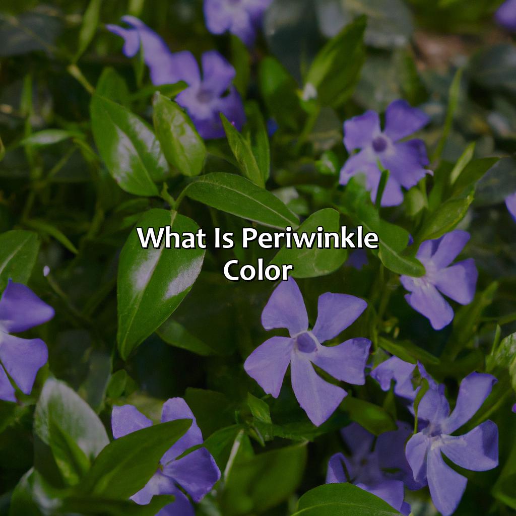 What Is Periwinkle Color - colorscombo.com