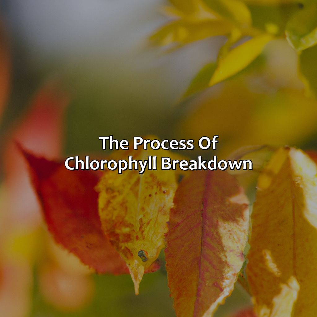 The Process Of Chlorophyll Breakdown  - What Is The Author