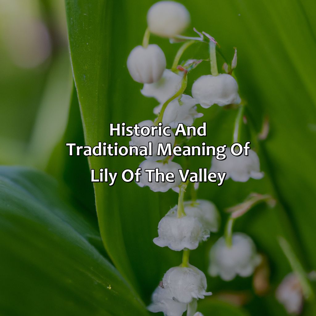Historic And Traditional Meaning Of Lily Of The Valley  - What Is The Color For May, 