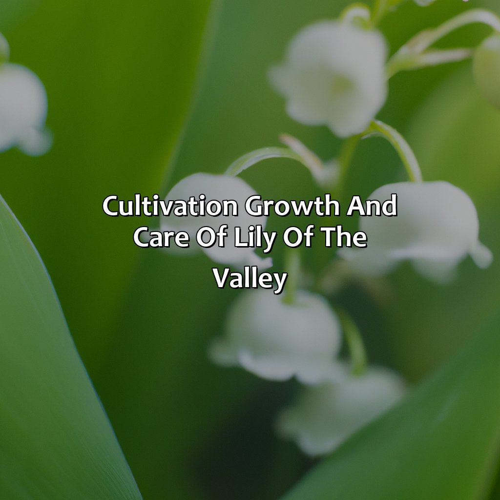 Cultivation, Growth And Care Of Lily Of The Valley  - What Is The Color For May, 