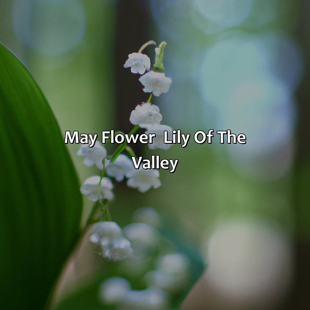May Flower - Lily Of The Valley  - What Is The Color For May, 