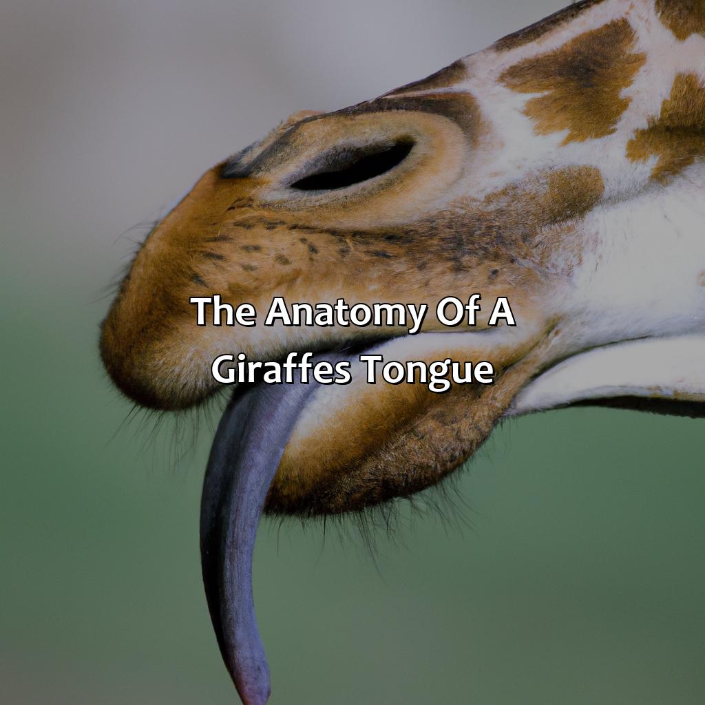 The Anatomy Of A Giraffe