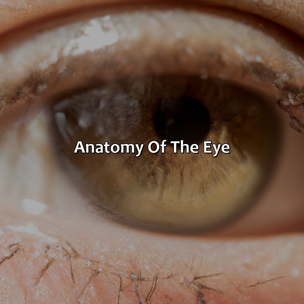 Anatomy Of The Eye  - What Is The Color Part Of Your Eye Called, 