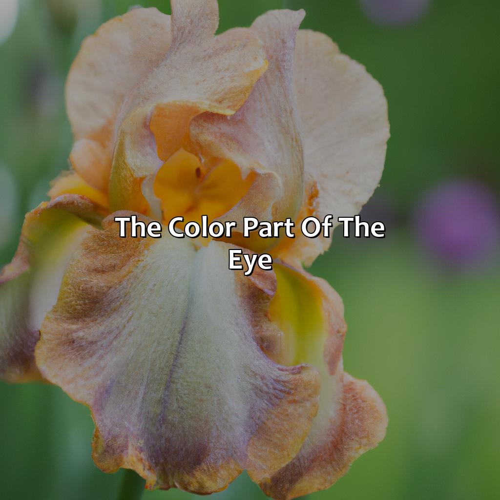 The Color Part Of The Eye  - What Is The Color Part Of Your Eye Called, 
