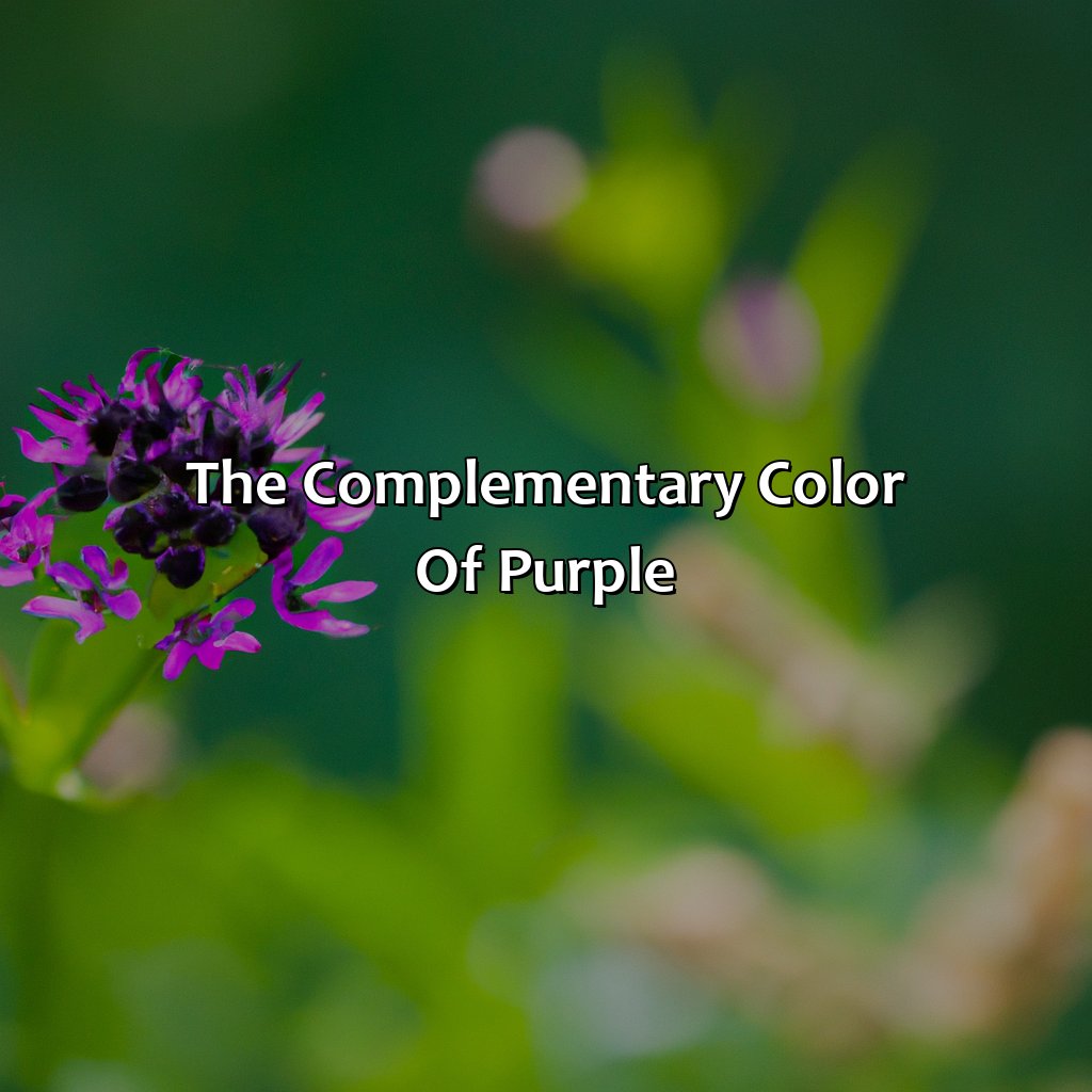 The Complementary Color Of Purple  - What Is The Complementary Color Of Purple, 