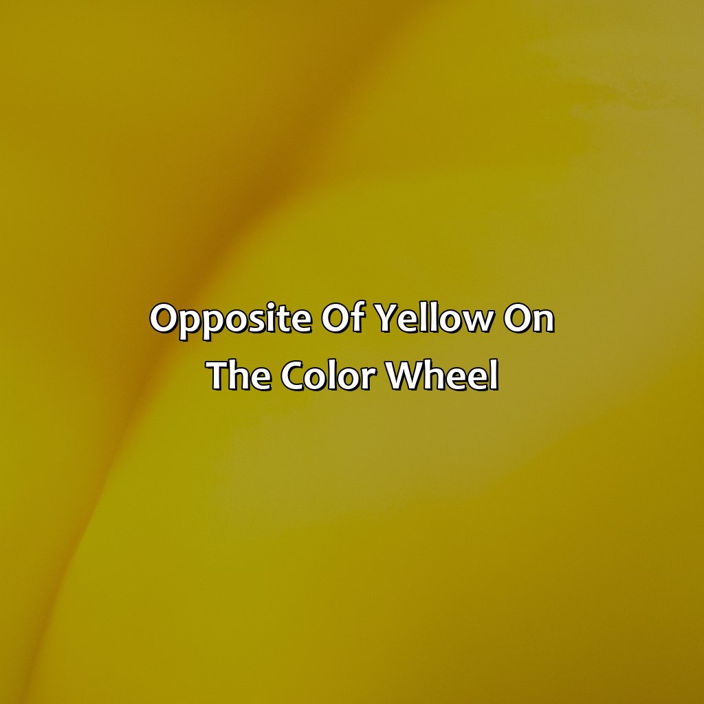 Opposite Of Yellow On The Color Wheel  - What Is The Opposite Of Yellow On The Color Wheel, 