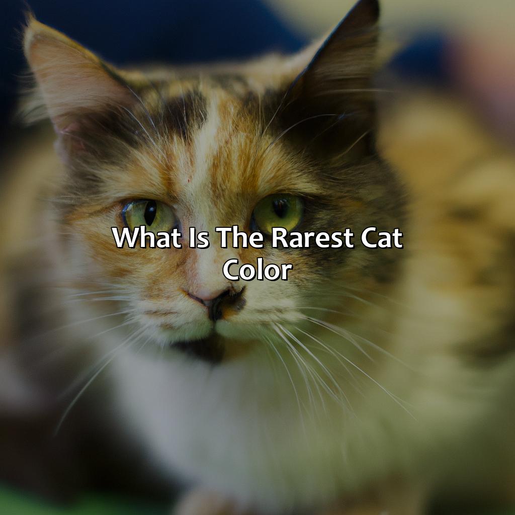 What Is The Rarest Cat Color - colorscombo.com
