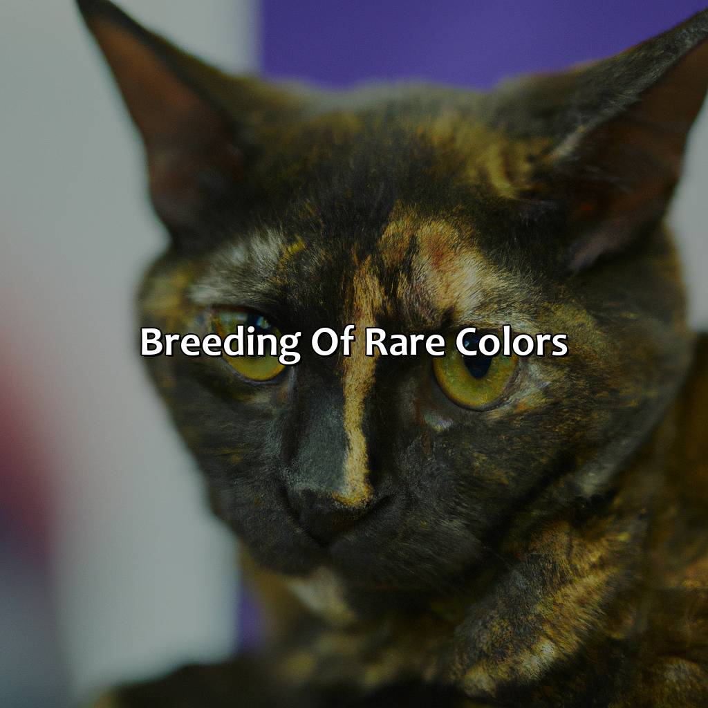 Breeding Of Rare Colors  - What Is The Rarest Cat Color, 