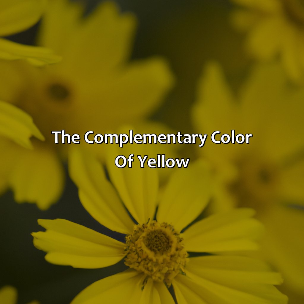 The Complementary Color Of Yellow  - What Is Yellows Complementary Color, 