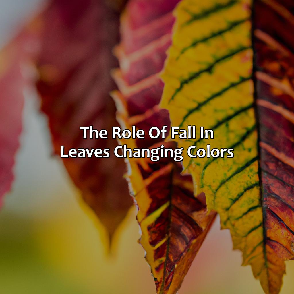The Role Of Fall In Leaves Changing Colors  - What Makes The Leaves Change Color, 