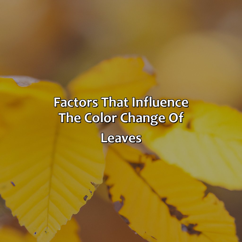 Factors That Influence The Color Change Of Leaves  - What Makes The Leaves Change Color, 
