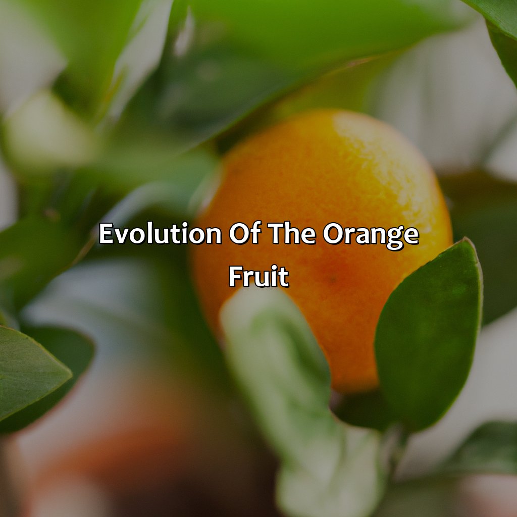 Evolution Of The Orange Fruit  - What Orange Came First The Color Or The Fruit, 