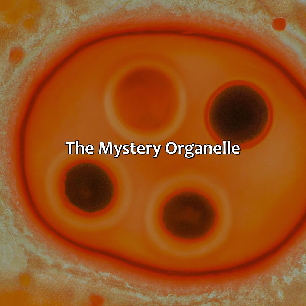 The Mystery Organelle  - What Organelle Is Orange In Color And Located On The Outside Of This Animal Cell?, 