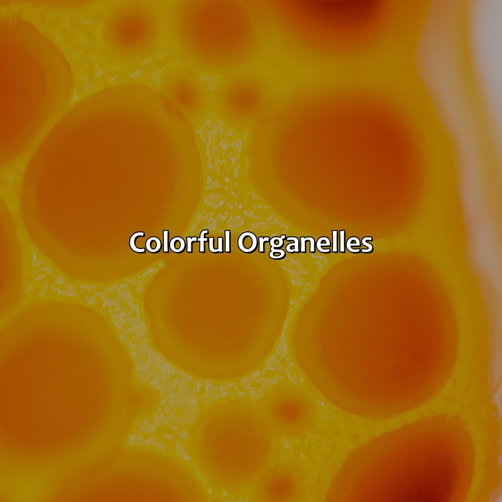 Colorful Organelles  - What Organelle Is Orange In Color And Located On The Outside Of This Animal Cell?, 