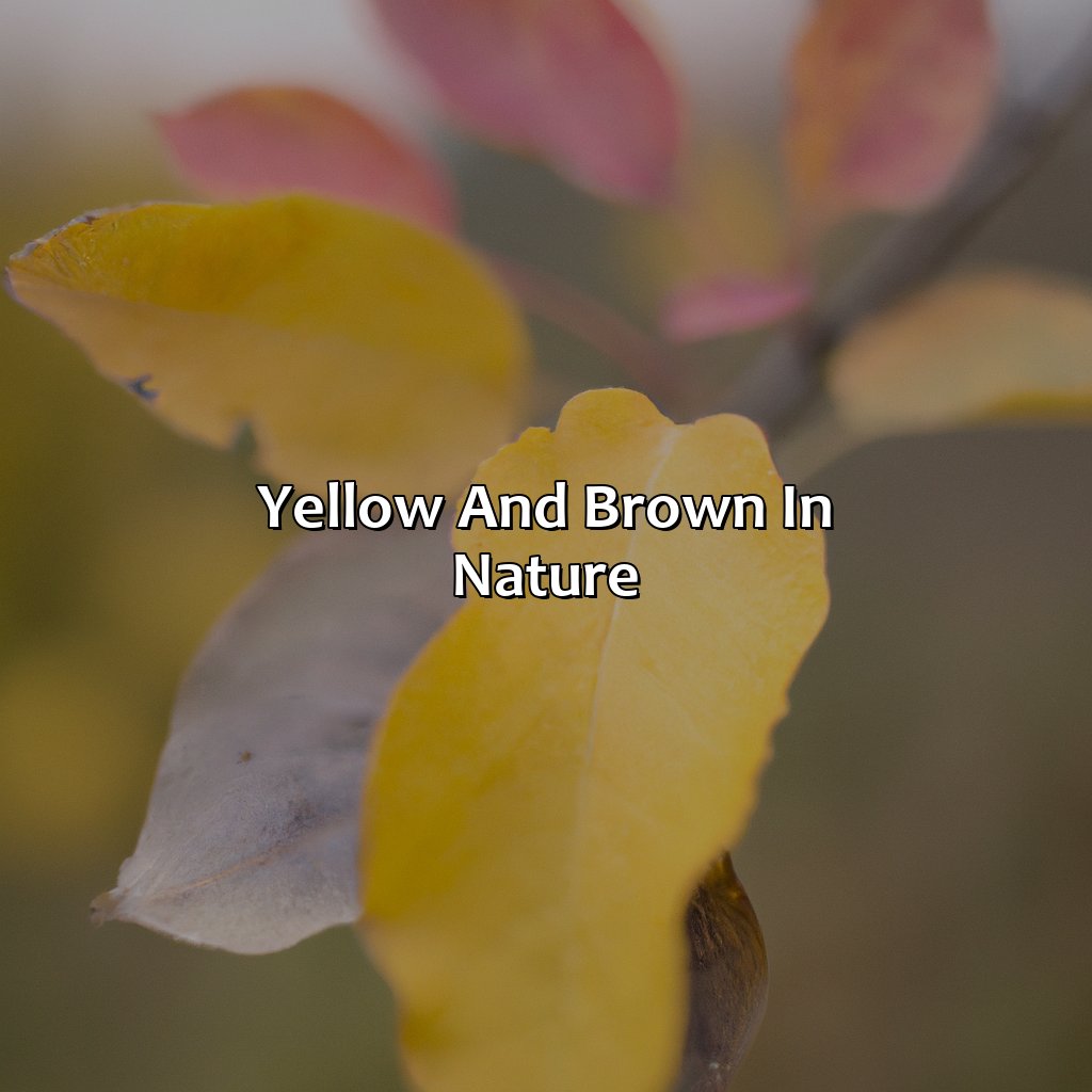 Yellow And Brown In Nature  - Yellow And Brown Make What Color, 