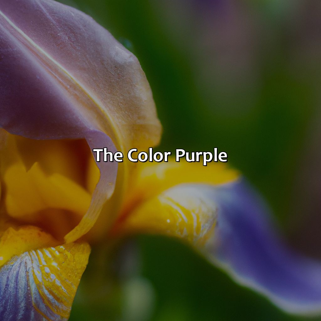 The Color Purple  - Yellow And Purple Is What Color, 