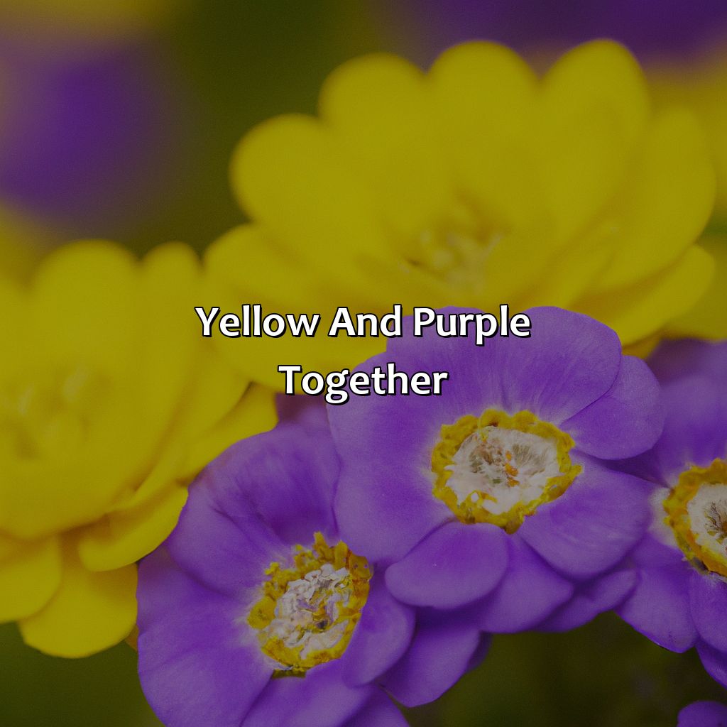 Yellow And Purple Together  - Yellow And Purple Is What Color, 