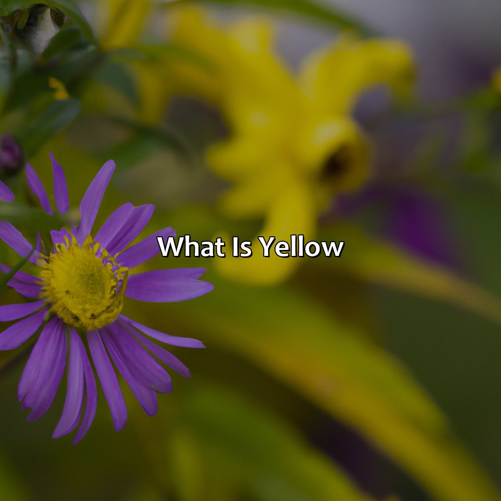 What Is Yellow?  - Yellow And Purple Make What Color, 